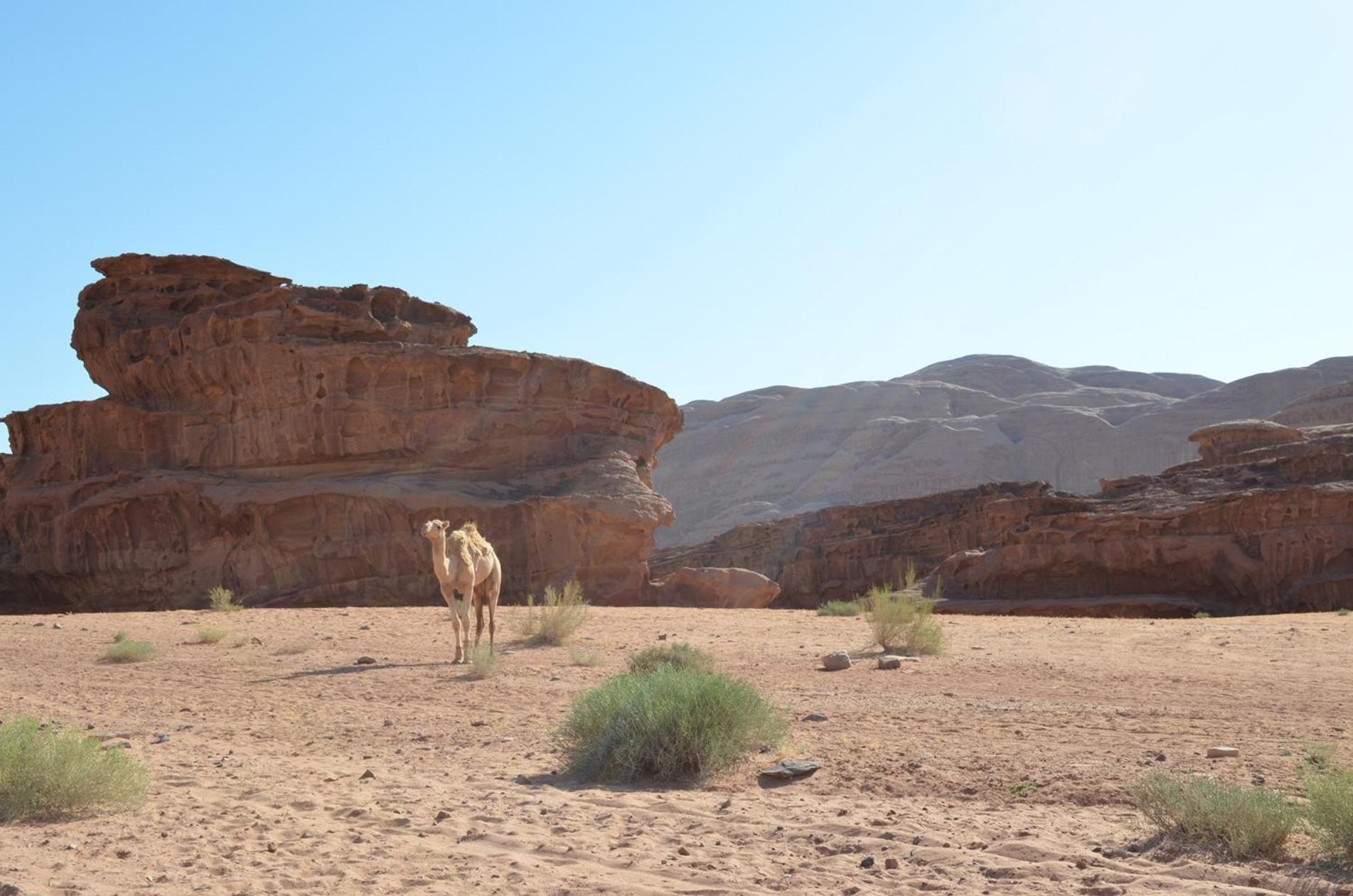Wadi Rum Mundo Camp Akaba Exterior foto
